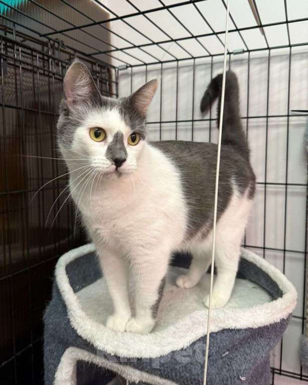 Кошки в Москве: Полтора года в Зооцентре живет никому не заметная кошечка Масяня... Девочка, Бесплатно - фото 3
