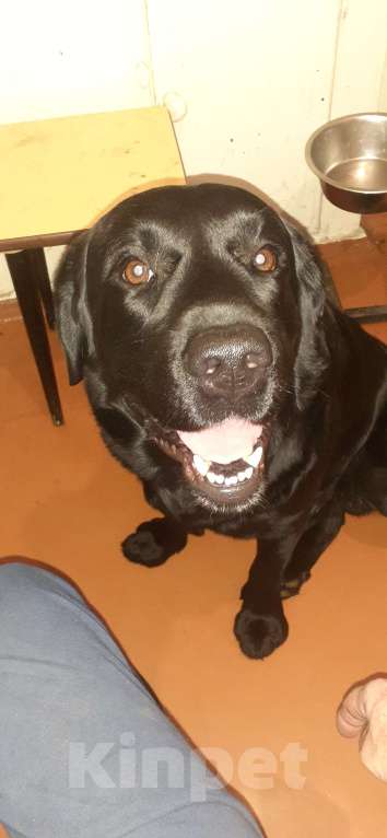 Собаки в Ярославле: Сириус Маджорис РАджа открыт для вязки Мальчик, 40 000 руб. - фото 4