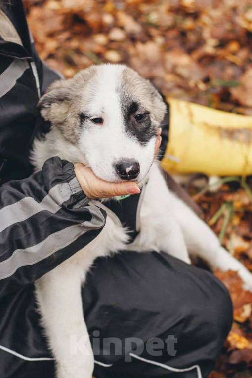 Собаки в Москве: Хёга - щенок 2 месяца, ищет дом  Мальчик, Бесплатно - фото 2
