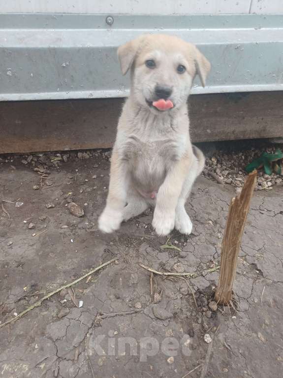 Собаки в Новомосковске: Щенок 1,5 месяца Мальчик, Бесплатно - фото 2