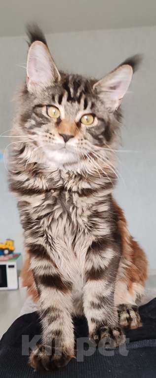 Кошки в Череповце: Девочка из питомника Девочка, Бесплатно - фото 2