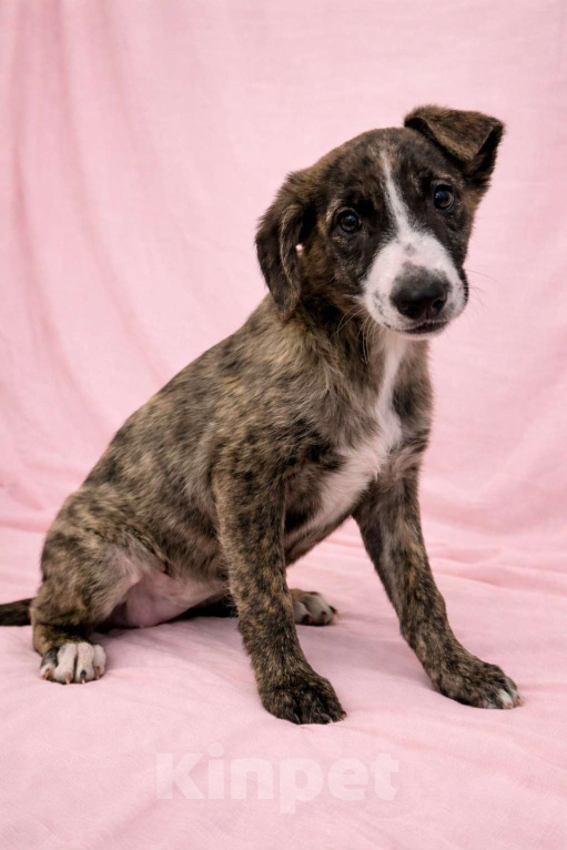 Собаки в Москве: Терри девочка в поисках дома Девочка, Бесплатно - фото 3
