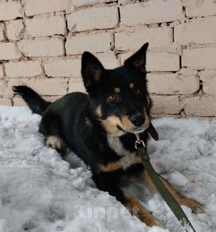 Собаки в Липецке: Дружок  Мальчик, Бесплатно - фото 4