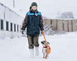 Собаки в Солнечногорске: Стафф+корги, коротколапик в добрые руки! Мальчик, Бесплатно - фото 1