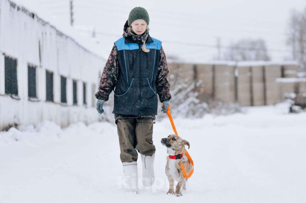 Собаки в Солнечногорске: Стафф+корги, коротколапик в добрые руки! Мальчик, Бесплатно - фото 1