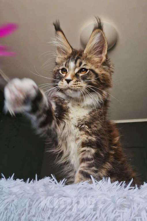 Кошки в Тюмени: Котенок мейн кун кот Мальчик, 120 000 руб. - фото 3