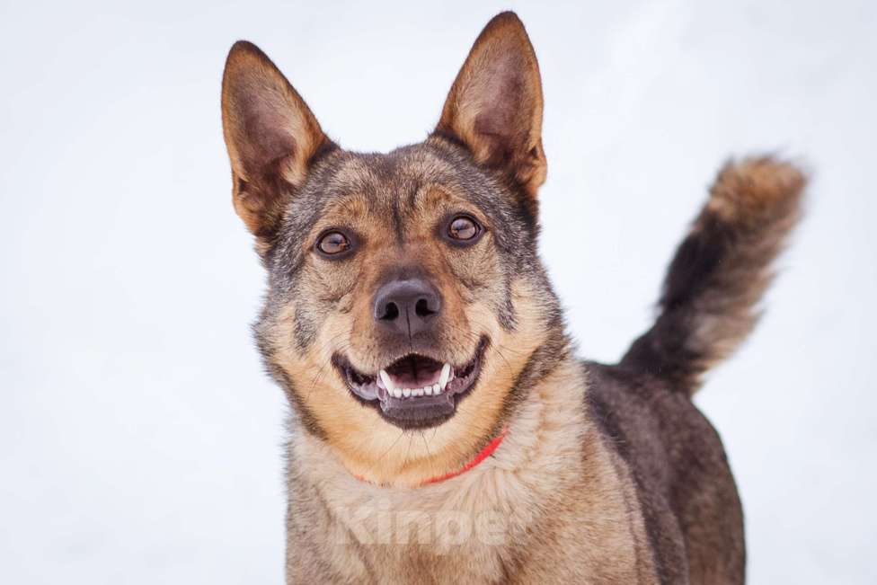 Собаки в Москве: Небольшая ласковая молодая девочка Девочка, Бесплатно - фото 1