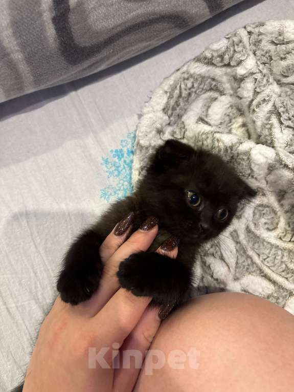 Кошки в Воронеже: Продам кошечку 7 месяцев, из-за переезда в эта малышка ищет хороших хозяев, Сейчас временно не можем Девочка, 2 000 руб. - фото 1