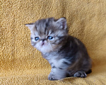Кошки в Санкт-Петербурге: Экзотический котенок Мальчик, Бесплатно - фото 3