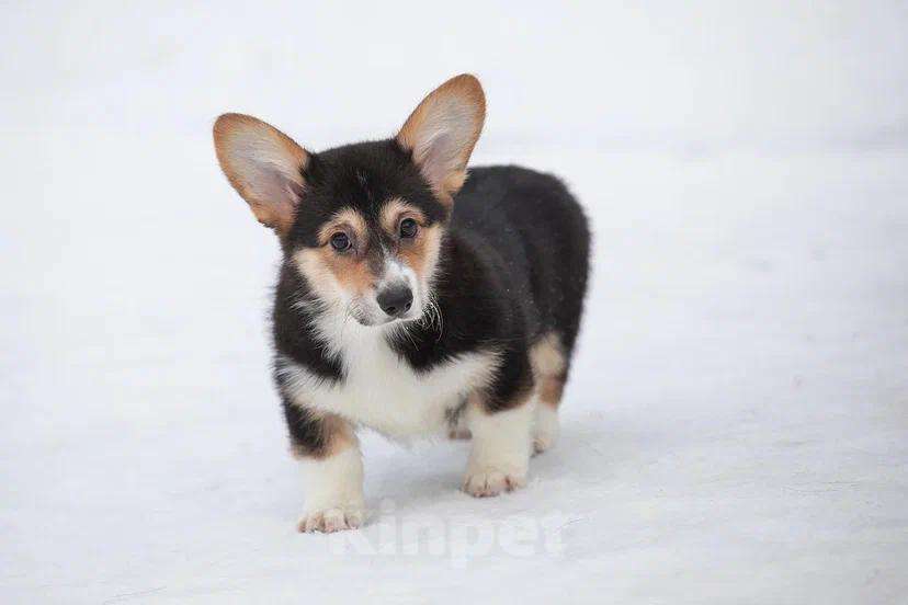 Собаки в других городах Тульской области: Вельшь-Корги Мальчик, 90 000 руб. - фото 2