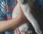 Кошки в Самаре: Отдам в добрые руки Девочка, Бесплатно - фото 1