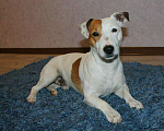 Собаки в Балашихе: Вязка Джек Рассел терьер, Бесплатно - фото 1