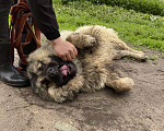Собаки в Москве: Молодой кавказец в дар, Бесплатно - фото 5