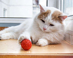 Кошки в Малмыже: Кот Лёва ждёт семью, 100 руб. - фото 6