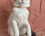Кошки в Серафиме: Котенок.2 5 месяца, Бесплатно - фото 3