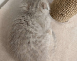 Кошки в Уфе: Шотландская вислоухая кошечка Девочка, 8 000 руб. - фото 2