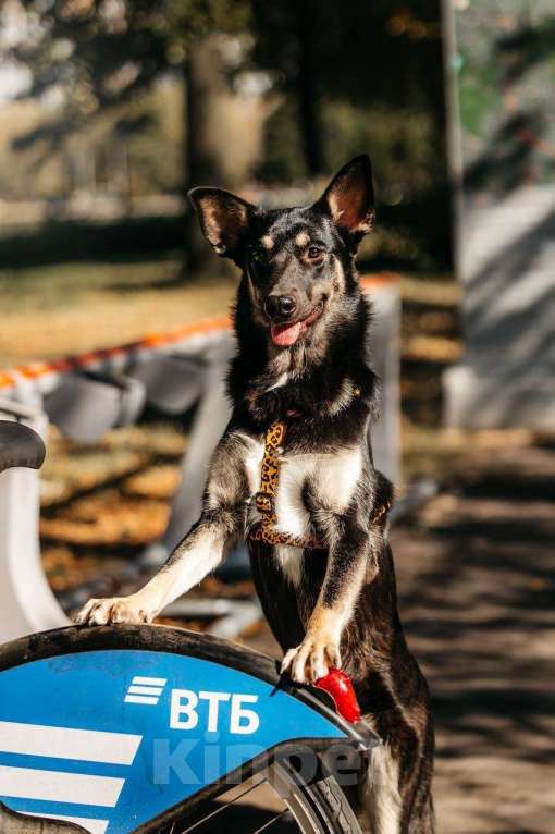 Собаки в Москве: Нуара- девочка душа, очень ждёт свою семью! Девочка, Бесплатно - фото 5
