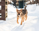 Собаки в Москве: Лисичка с янтарными глазами и огромными ушами - Лукерия или просто Рия!  Девочка, Бесплатно - фото 3