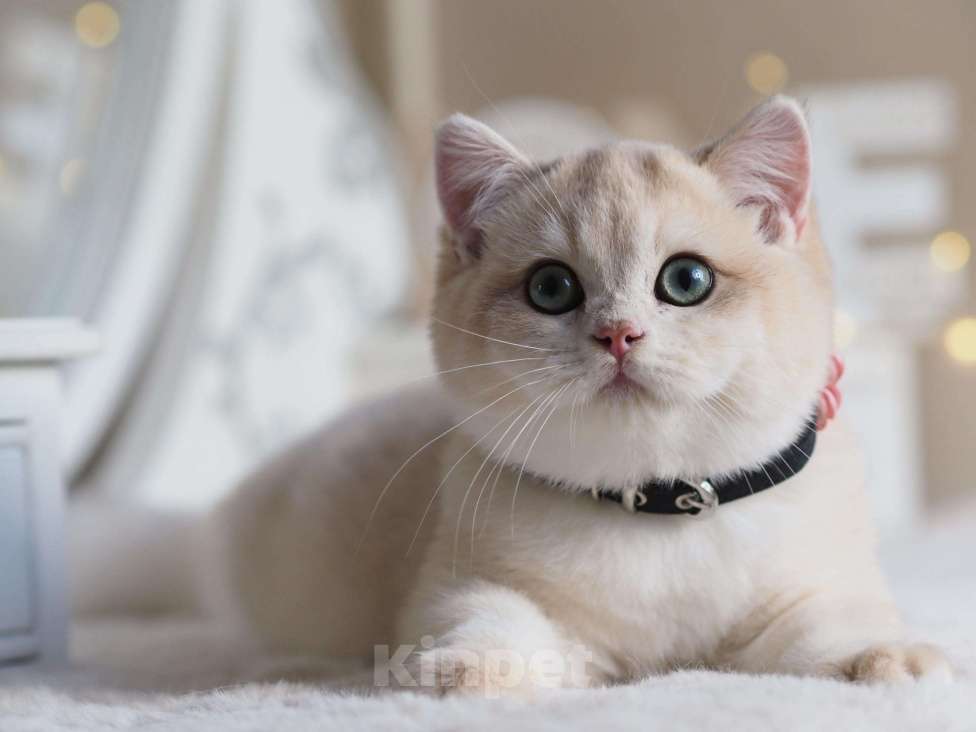 Кошки в Москве: Британский мальчик Финист Мальчик, 150 000 руб. - фото 7