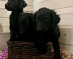 Собаки в других городах Московской области: Курчавошерстный ретривер, щенок Разнополые, 40 000 руб. - фото 1