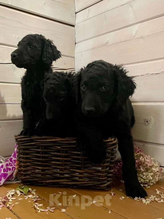 Собаки в других городах Московской области: Курчавошерстный ретривер, щенок Разнополые, 40 000 руб. - фото 1