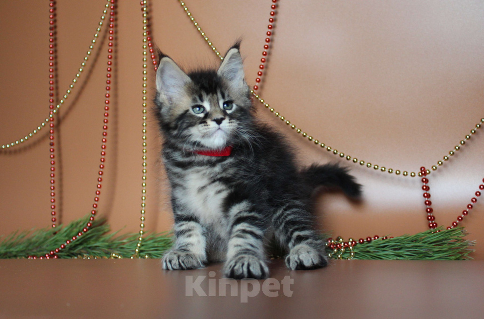 Кошки в Екатеринбурге: Котёнок мейн-кун Сириус Мальчик  Мальчик, 50 000 руб. - фото 6
