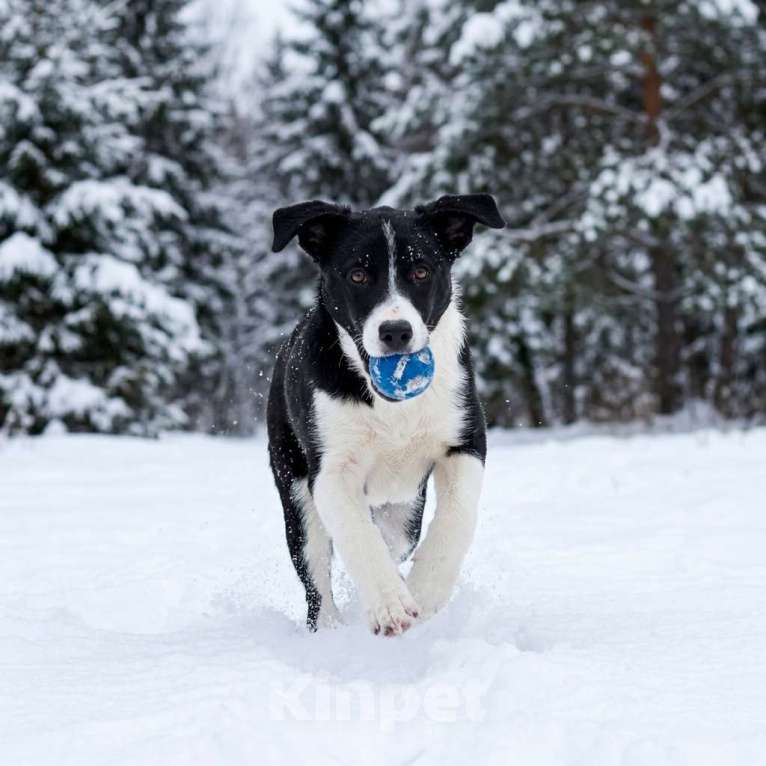 Собаки в Москве: щенок Норд в добрые руки Мальчик, Бесплатно - фото 2