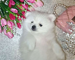 Собаки в Одинцово: Щенок померанского шпица Девочка, 50 000 руб. - фото 2