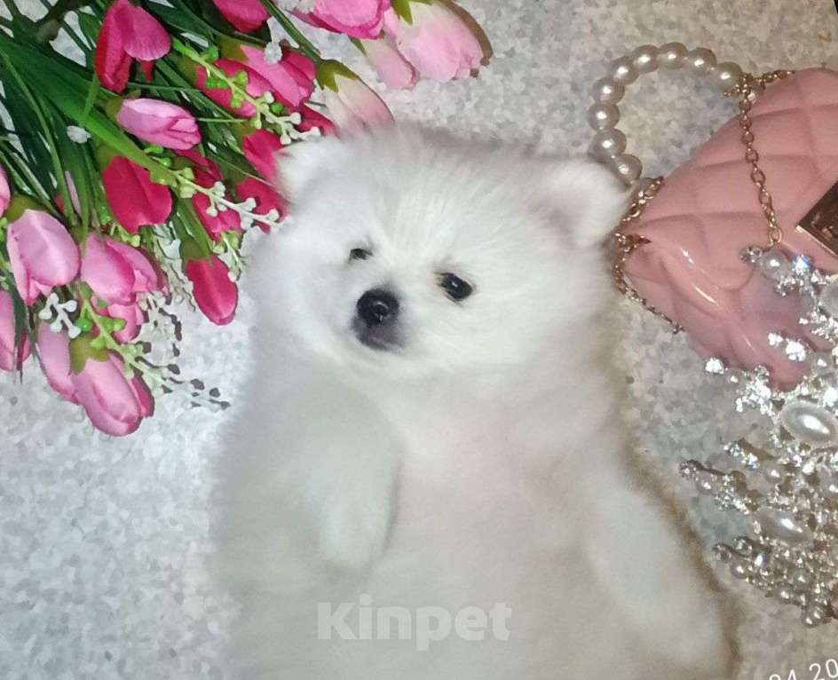 Собаки в Одинцово: Щенок померанского шпица Девочка, 50 000 руб. - фото 2