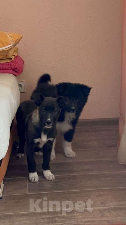 Собаки в Липецке: Щенки в добрые руки  Мальчик, Бесплатно - фото 3