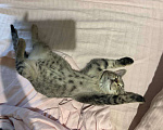 Кошки в Санкт-Петербурге: Котенок Люмия Люми Девочка, Бесплатно - фото 1