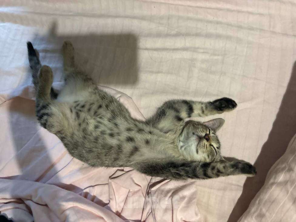 Кошки в Санкт-Петербурге: Котенок Люмия Люми Девочка, Бесплатно - фото 1