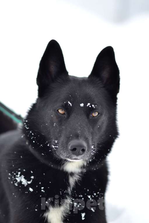 Собаки в Москве: Собака из приюта ждет семью Мальчик, Бесплатно - фото 8