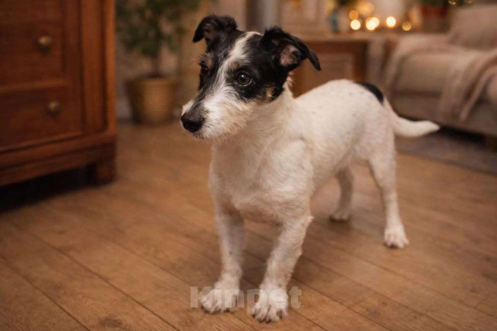 Собаки в Москве: Джек рассел девочка в добрые руки Девочка, Бесплатно - фото 1