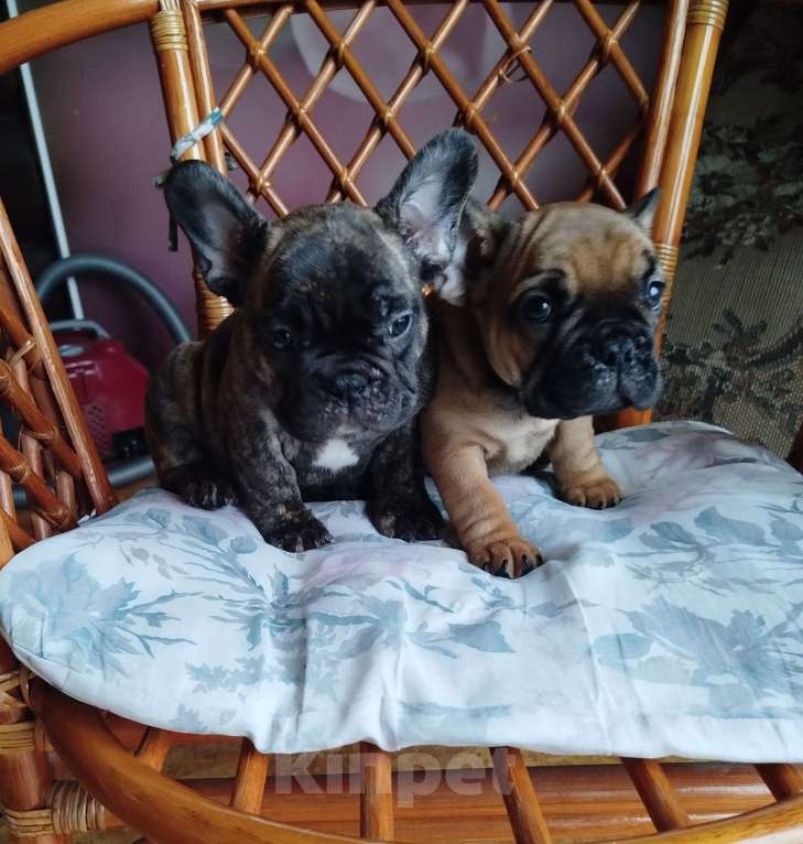 Собаки в Москве: Милый мальчик французский бульдог. Мальчик, 45 000 руб. - фото 5