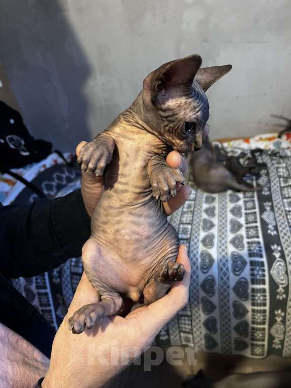 Кошки в Видном: Мальчик тигруш, рыжий носик Мальчик, 25 000 руб. - фото 2