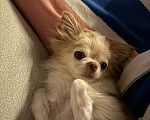 Собаки в Москве: Отдаём в добрые руки породистого длинношерстного чихуахуа — очень нежный и ласковый мальчик! Мальчик, Бесплатно - фото 3