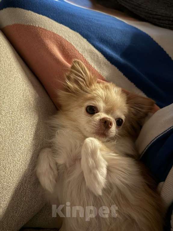 Собаки в Москве: Отдаём в добрые руки породистого длинношерстного чихуахуа — очень нежный и ласковый мальчик! Мальчик, Бесплатно - фото 3