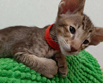 Кошки в Балашихе: Ориентальный котик Мальчик, Бесплатно - фото 1