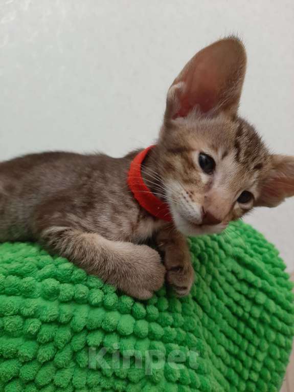 Кошки в Балашихе: Ориентальный котик Мальчик, Бесплатно - фото 1