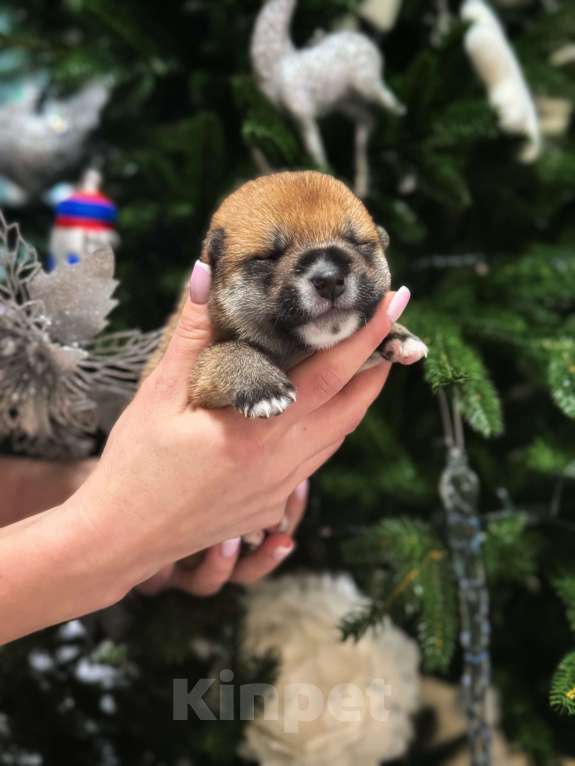 Собаки в Москве: Щенок сиба-ина Мальчик, 30 000 руб. - фото 4