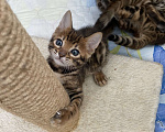 Кошки в других городах Московской области: Бенгальские котята Девочка, 40 000 руб. - фото 5