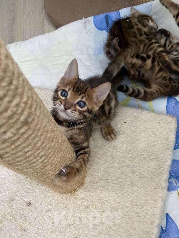 Кошки в других городах Московской области: Бенгальские котята Девочка, 40 000 руб. - фото 5