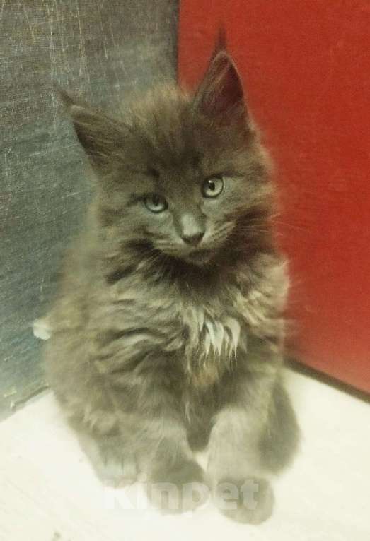 Кошки в других городах Ленинградской области: Котята в "руковичках", милые  котята, техцветные "черепашк" приносят в дом счастье и достаток. Девочка, 45 000 руб. - фото 5