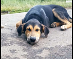 Собаки в Красноармейске: Подросший щенок, помесь гончей  Мальчик, Бесплатно - фото 2
