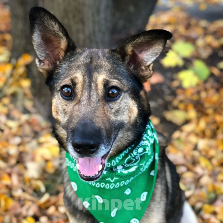 Собаки в Москве: Серёжа Мальчик, Бесплатно - фото 2