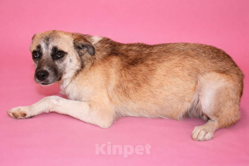 Собаки в Москве: Девочка Габби миниатюрная собачка в поисках семьи Девочка, Бесплатно - фото 6