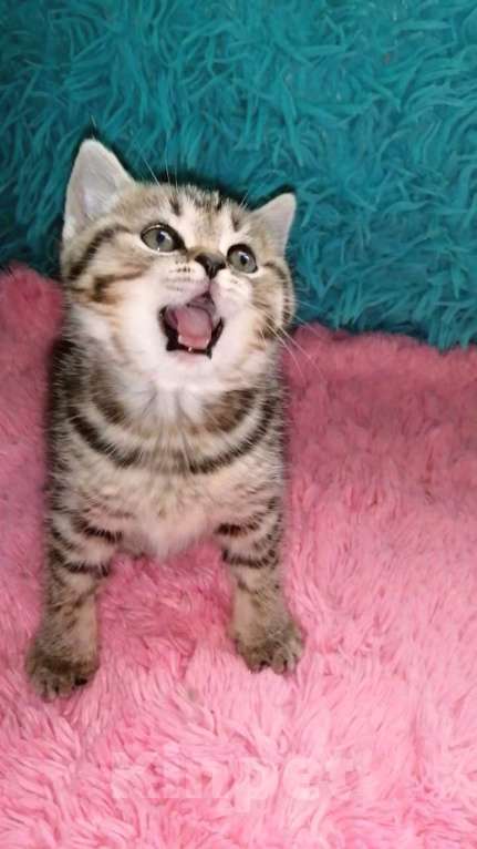 Кошки в Москве: Ш Девочка, 10 000 руб. - фото 7