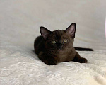 Кошки в Москве: Бурманские котята. Шикарный малыш  Мальчик, 70 000 руб. - фото 3