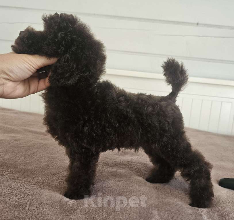 Собаки в Москве: Теона Девочка, 60 000 руб. - фото 3